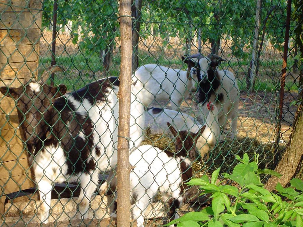 Sant'Andrea Agriturismo Con Cantina Martignago Vignaioli Asolo Prosecco Docg Wines Maser Eksteriør billede