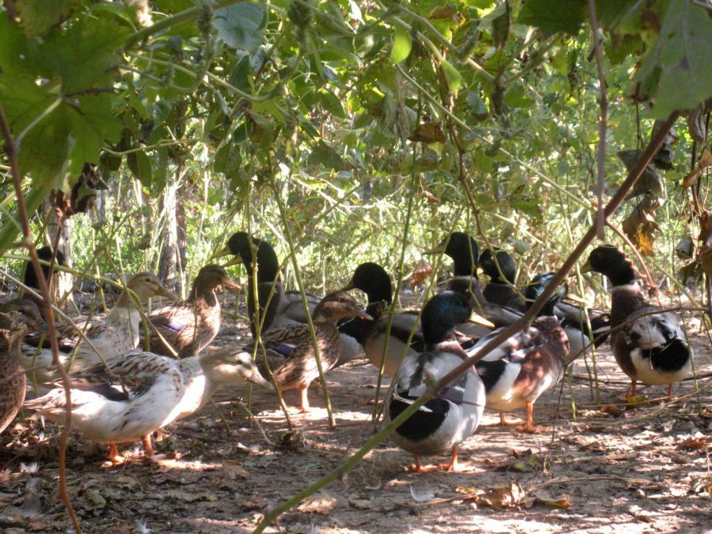 Sant'Andrea Agriturismo Con Cantina Martignago Vignaioli Asolo Prosecco Docg Wines Maser Eksteriør billede
