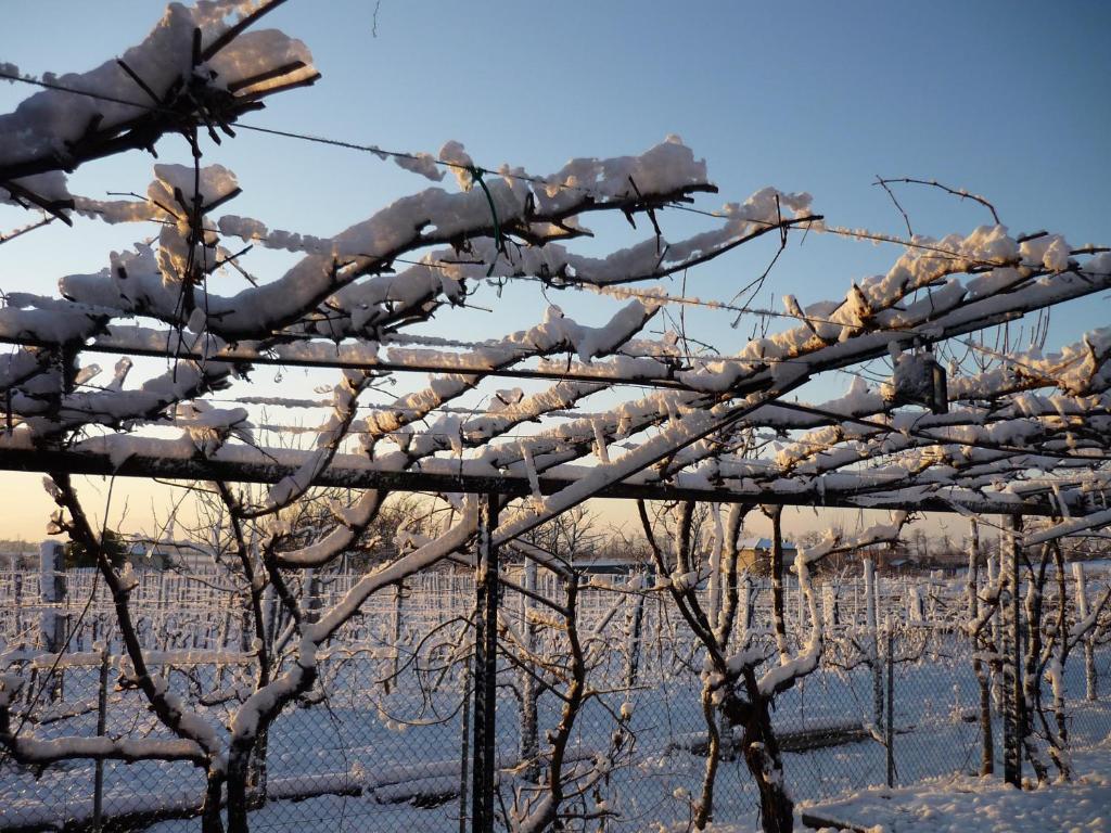 Sant'Andrea Agriturismo Con Cantina Martignago Vignaioli Asolo Prosecco Docg Wines Maser Eksteriør billede