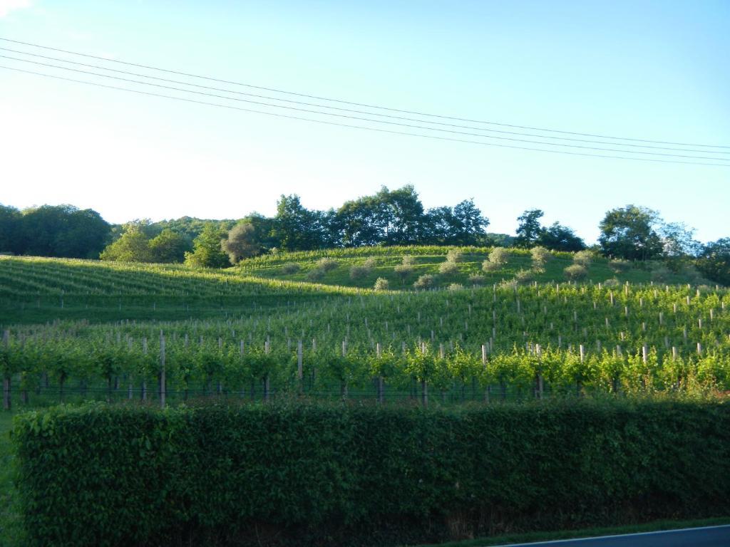 Sant'Andrea Agriturismo Con Cantina Martignago Vignaioli Asolo Prosecco Docg Wines Maser Eksteriør billede